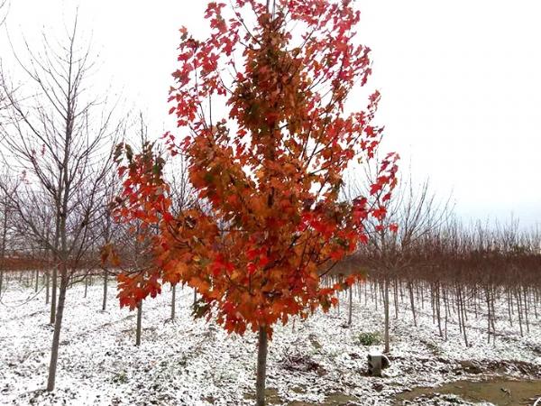 四、購置我們的紅楓后，成活率怎么樣？