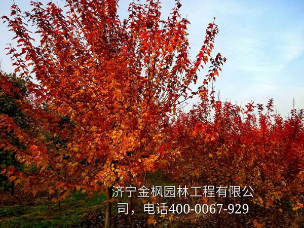 三、購買我們紅楓具體流程是怎么進(jìn)行的？