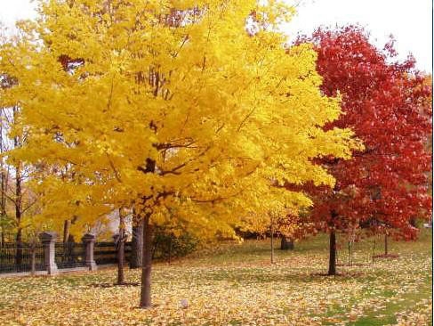 一、我們的紅楓為何能保障在同類產(chǎn)品中價(jià)錢低？